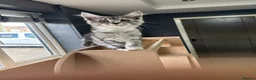 Maine Coon cats for sale: 3 beautiful boy Maine coon kittens  - Advert 7