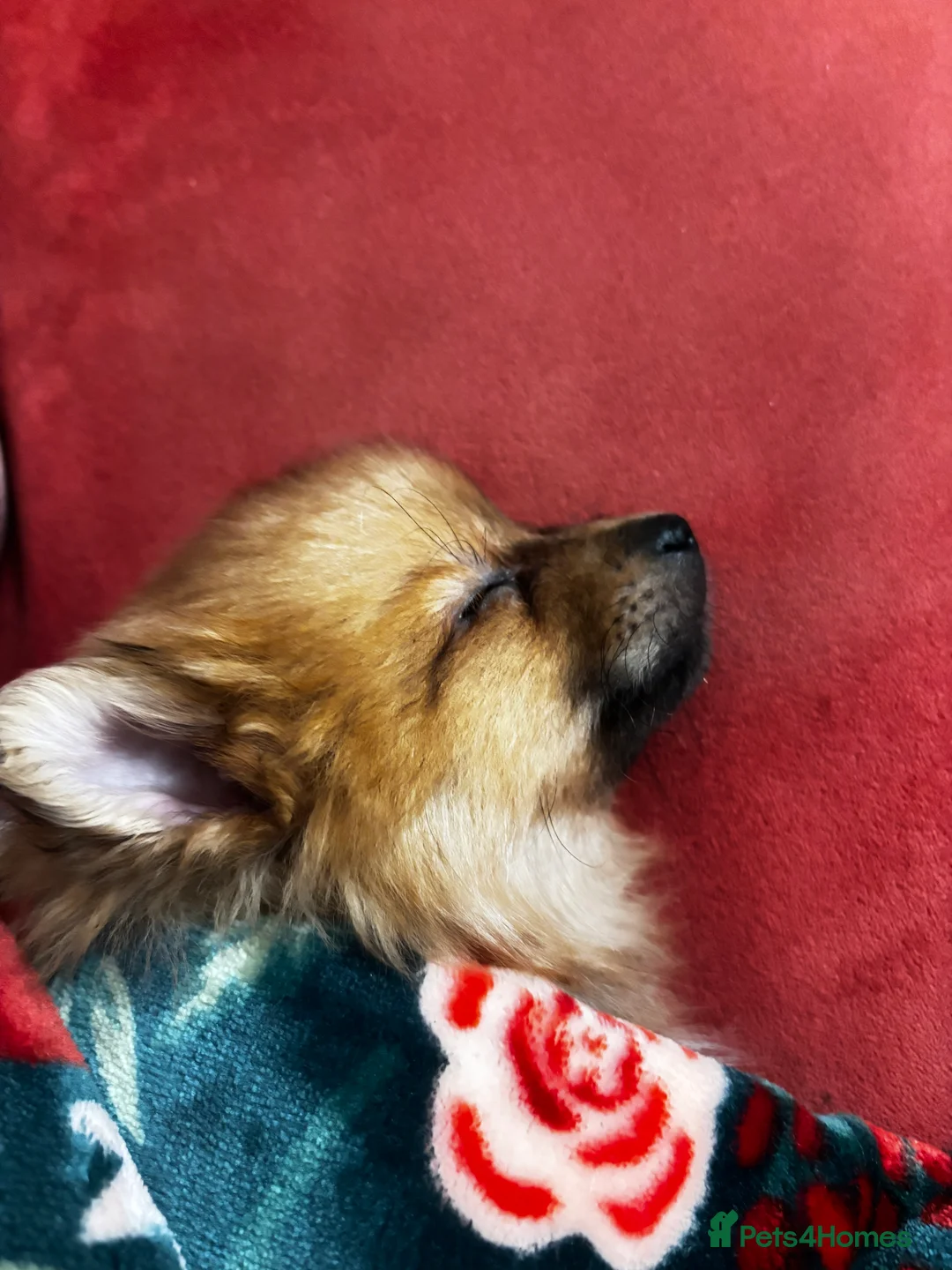 Pomeranian dogs for sale: Gorgeous Pomeranian puppy  - Advert 5