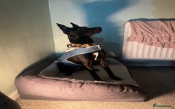 Belgian Shepherd Dog dogs for sale: Belgian Malinois x bull herder  - Image 4
