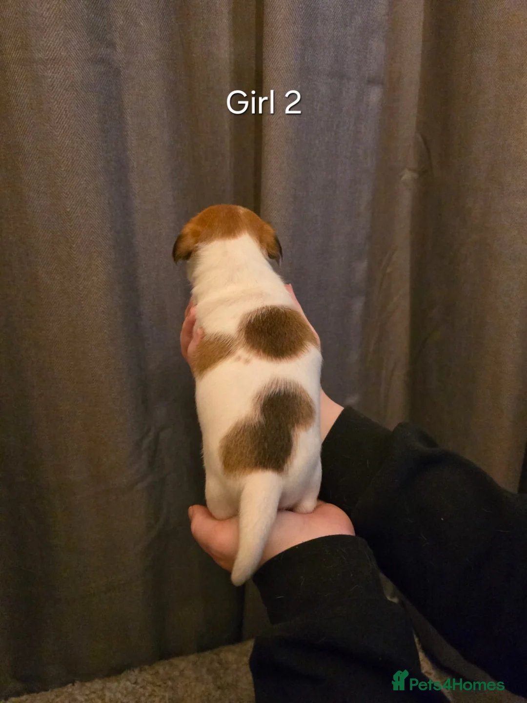 Jack Russell dogs for sale: Smooth Coated Jack Russell Puppies - Advert 14