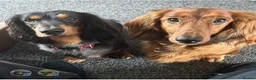 Dachshund dogs for sale: STANDARD KC REG LONGHAIRED DACHSHUNDS  - Advert 10