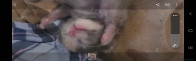 Mixed Breed Kitten 3