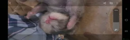 Mixed Breed cats for sale: Beautiful grey kittens  - Advert 3