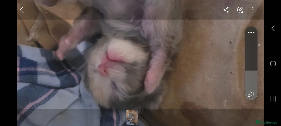 Mixed Breed cats for sale: Beautiful grey kittens  - Advert 3