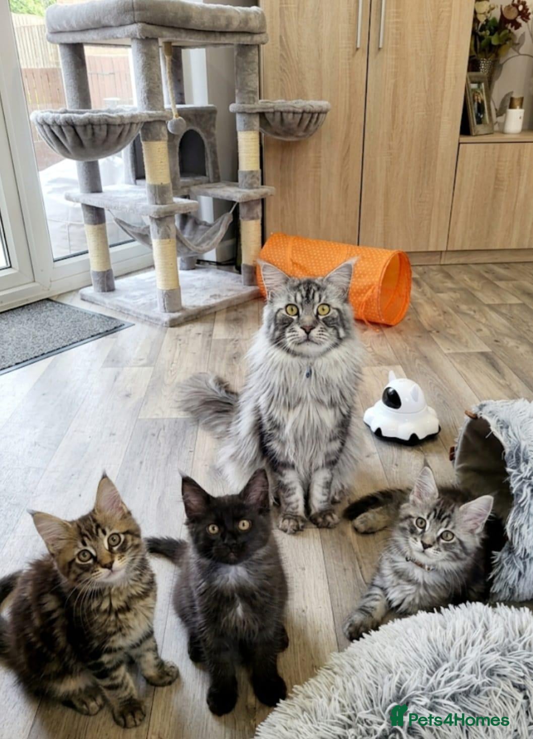 Maine Coon cats Maine Coon Kittens  - Advert 2