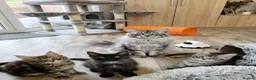 Maine Coon cats for sale: Maine Coon Kittens  - Advert 11