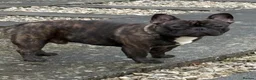 French Bulldog dogs for stud: Standard brindle stud  - Advert 4