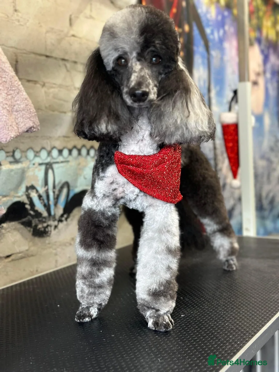 Miniature Poodle dogs for stud: Blue Merle Miniature Poodle (PROVEN) Health Tested in Sunderland - Advert 38