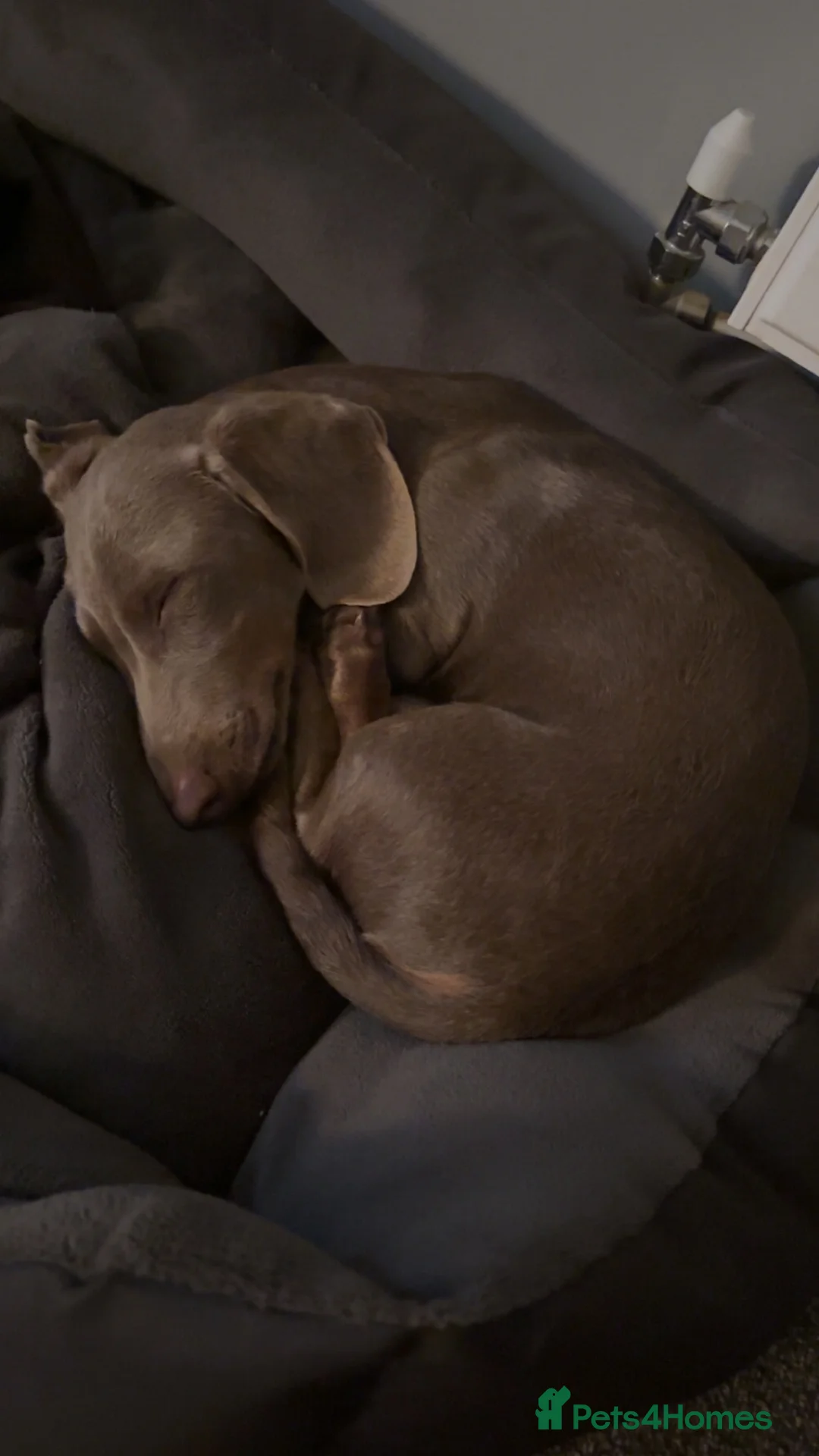 Dachshund dogs for sale: 7 month old dachshund  in Norwich - Advert 2