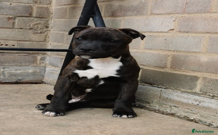 Staffordshire Bull Terrier dogs - Advert 2