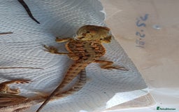 Bearded Dragon reptiles for sale: Baby bearded dragons  - Image 7