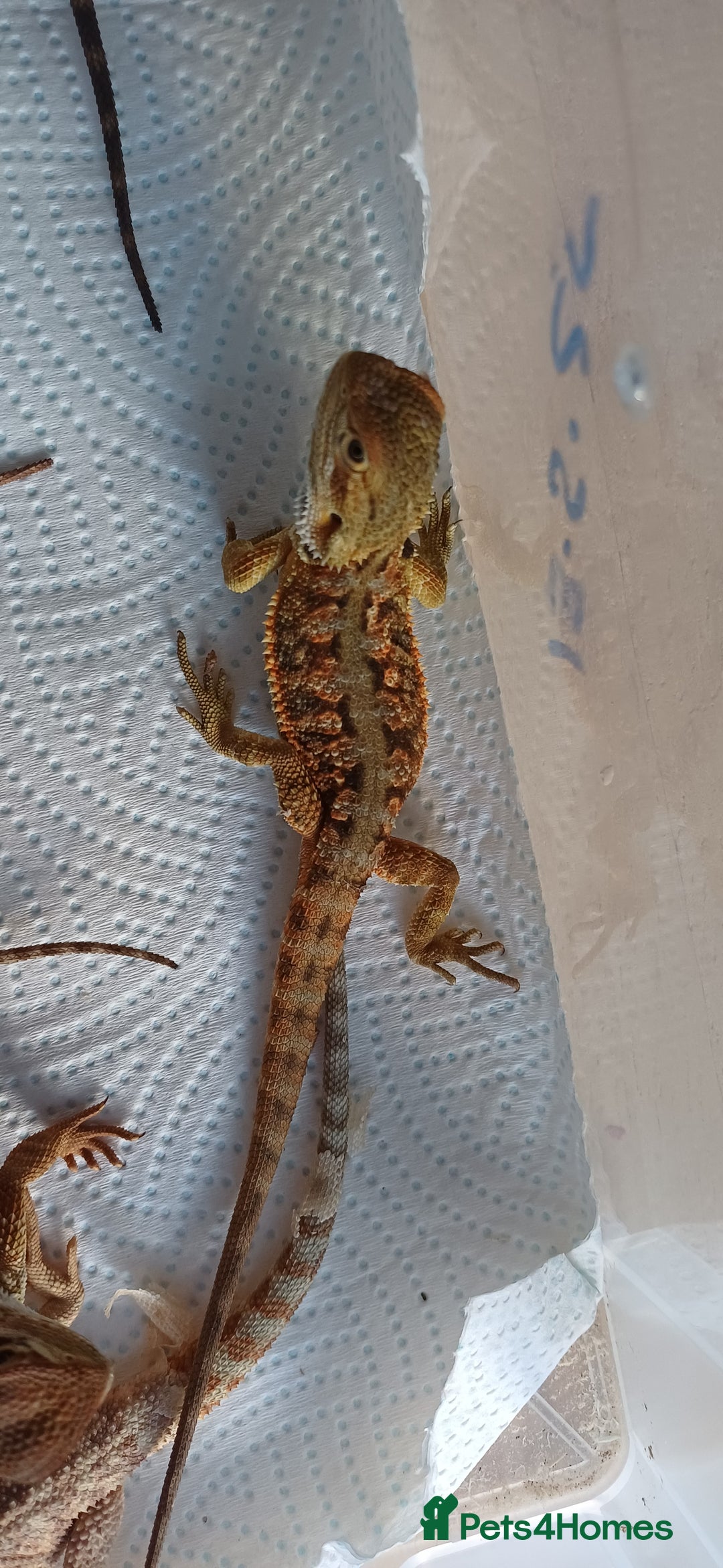 Bearded Dragon reptiles for sale: Baby bearded dragons  - Image 7
