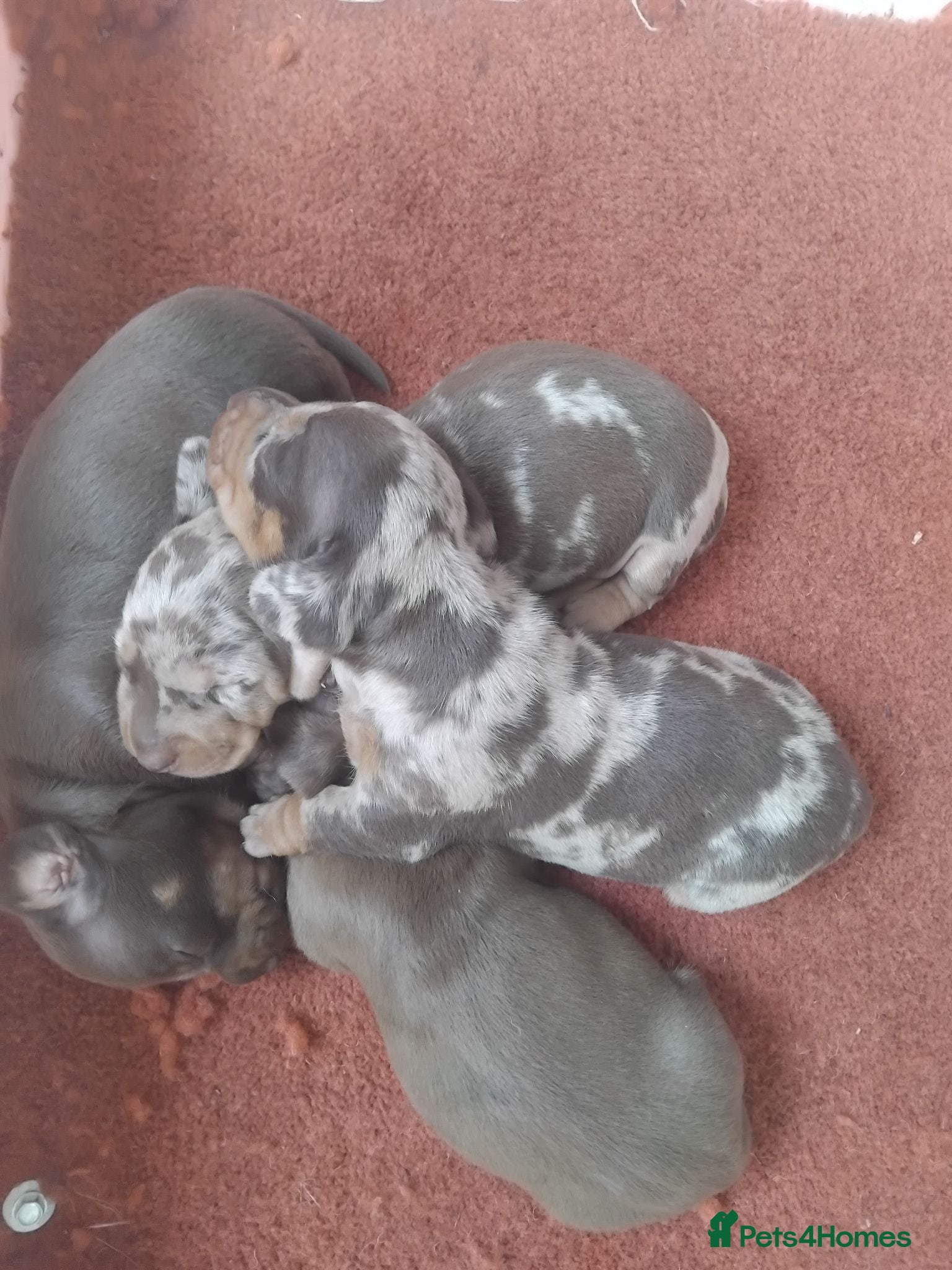 Miniature Dachshund dogs Kc registered miniature dachshund puppies - Advert 2