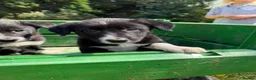 Border Collie dogs for sale: 4 Beautiful Border Collie Pups  in Lancaster - Advert 6