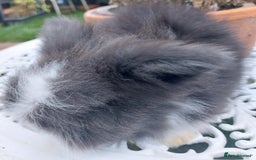 Angora rabbits for sale: STUNNING TEDDYWIDDER BABIES  - Image 3