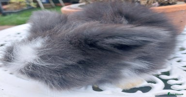 Angora rabbits - Advert 3
