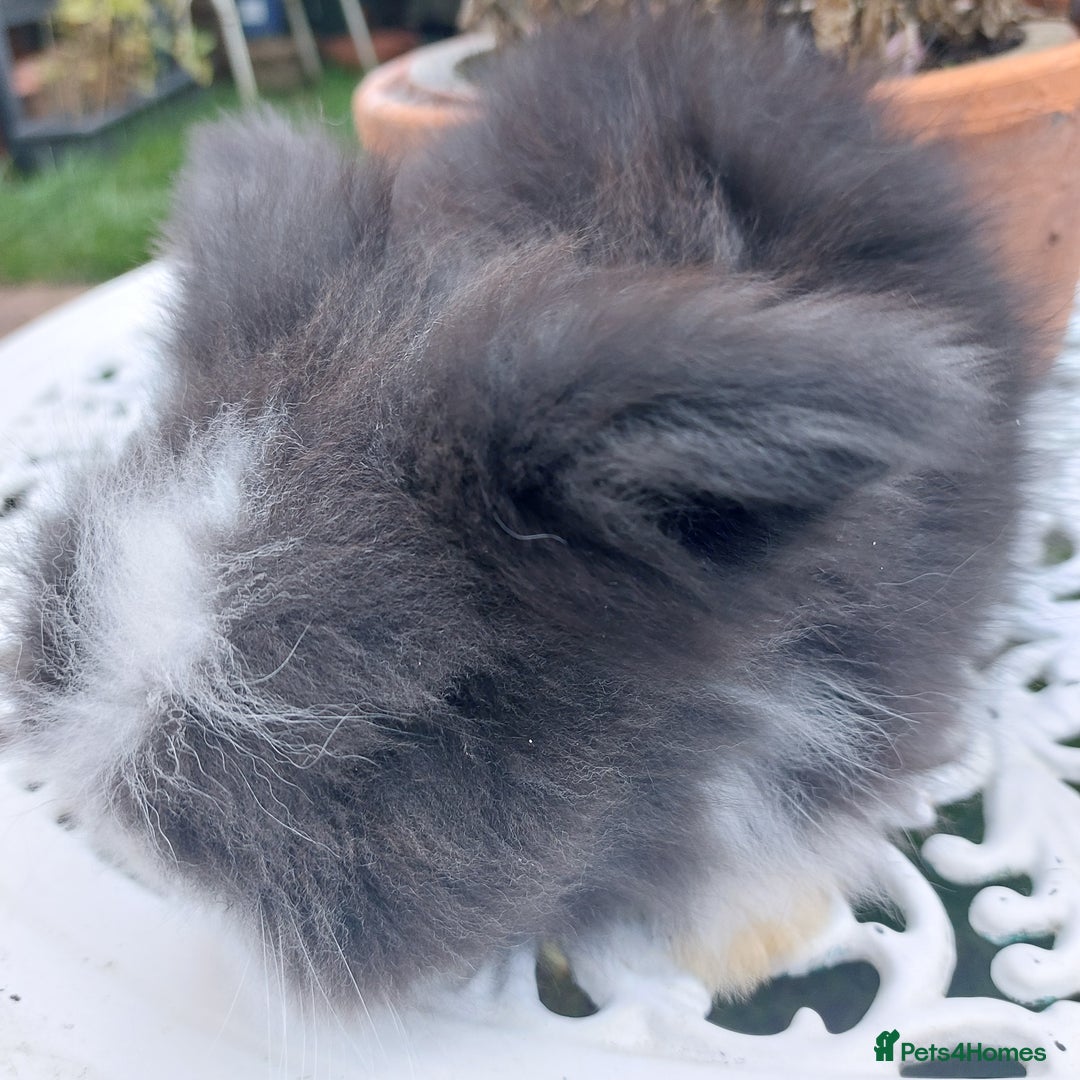 Angora rabbits for sale: STUNNING TEDDYWIDDER BABIES  - Image 3