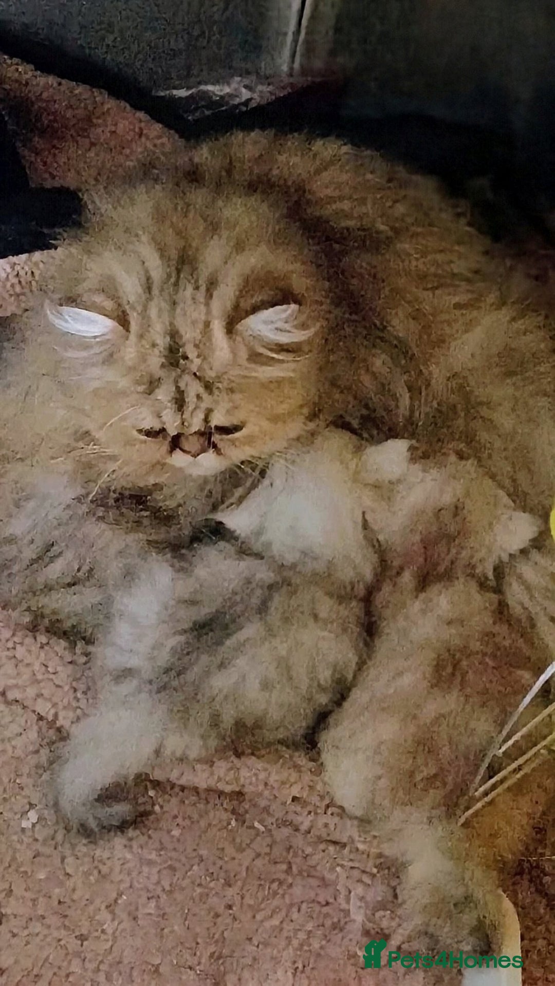 Persian cats for sale: Shaded Persian kittens ready soon - Advert 8