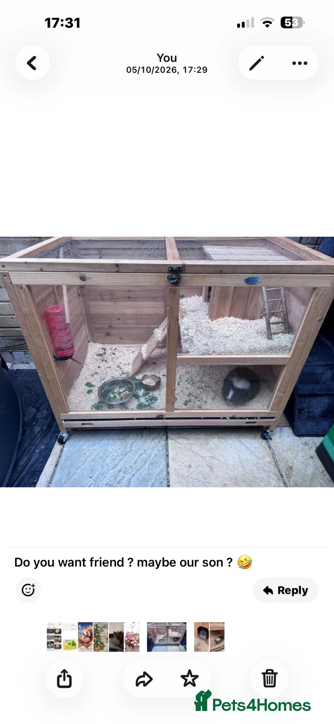 Guinea Pig rodents for sale: Two Guine Pigs boys  in Northampton - Advert 2