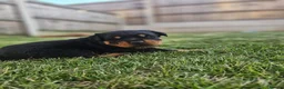 Rottweiler dogs for sale: KC Registered Rottweiler Puppies 4 Beautiful Males in Gainsborough - Advert 10