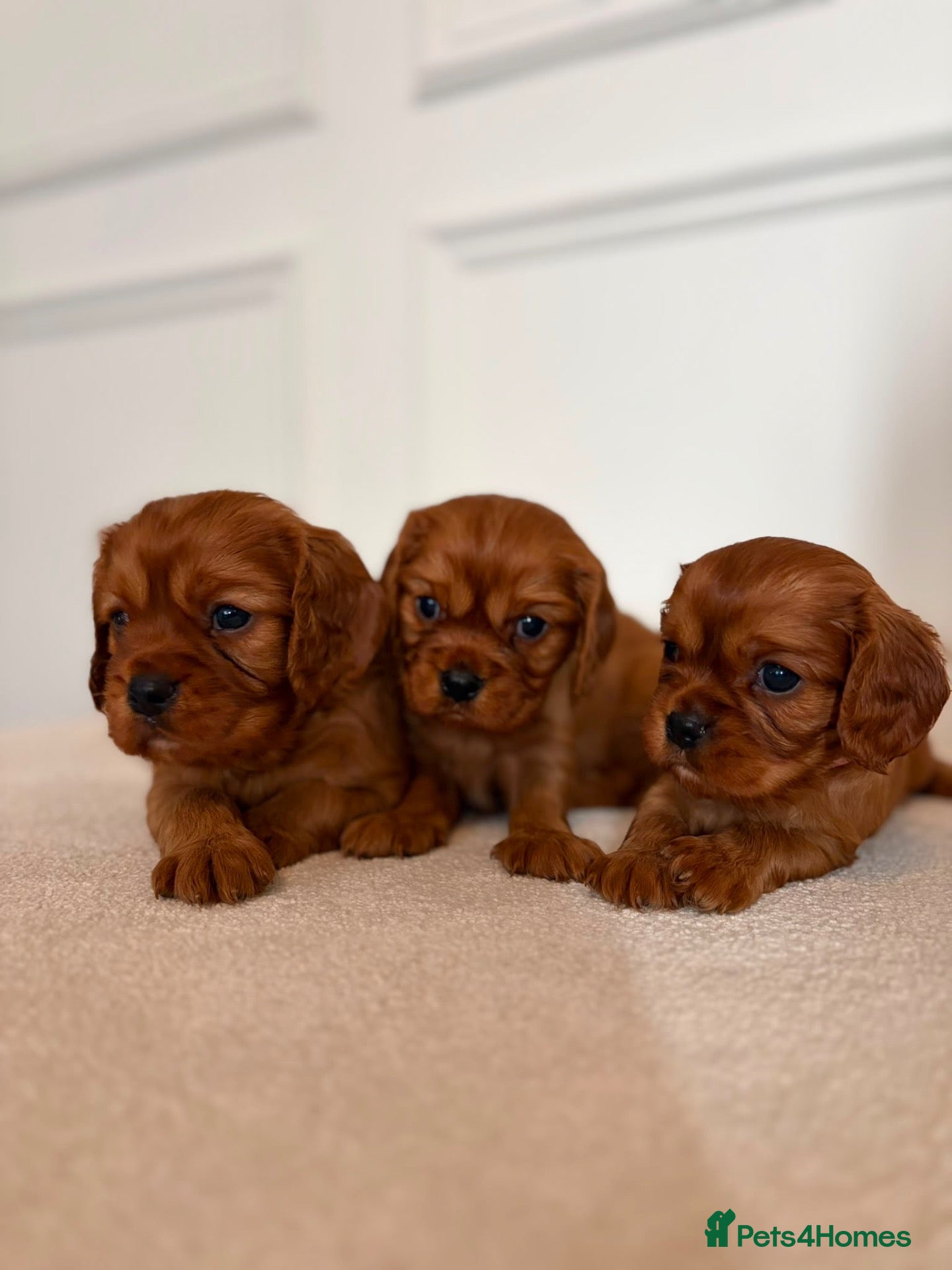 Cavalier King Charles Spaniel dogs KC Registered Cavalier King Charles Spaniel Puppys - Advert 1