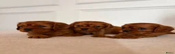 Cavalier King Charles Spaniel dogs for sale: KC Registered Cavalier King Charles Spaniel Puppys in Gravesend - Advert 1