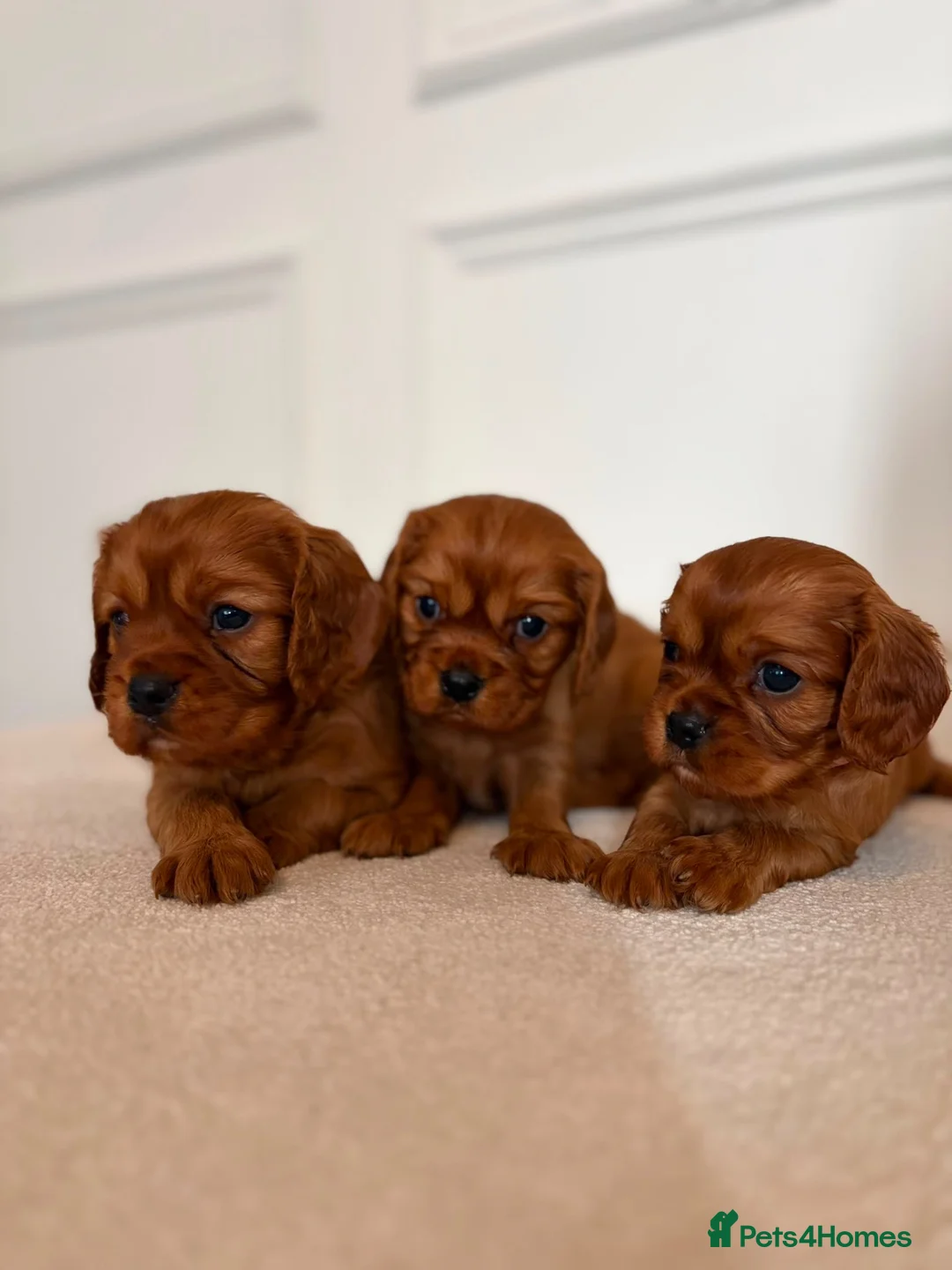 Cavalier King Charles Spaniel dogs for sale: KC Registered Cavalier King Charles Spaniel Puppys in Gravesend - Advert 1