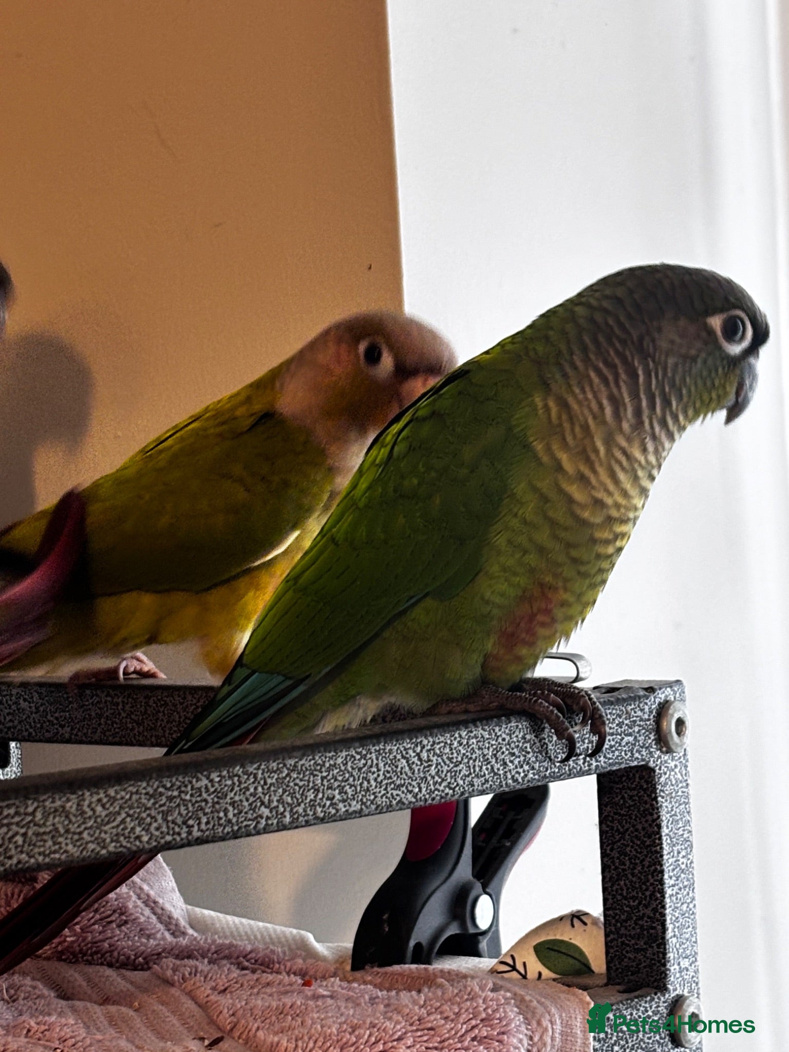 Conures birds Conure babies parent reared!! - Advert 2