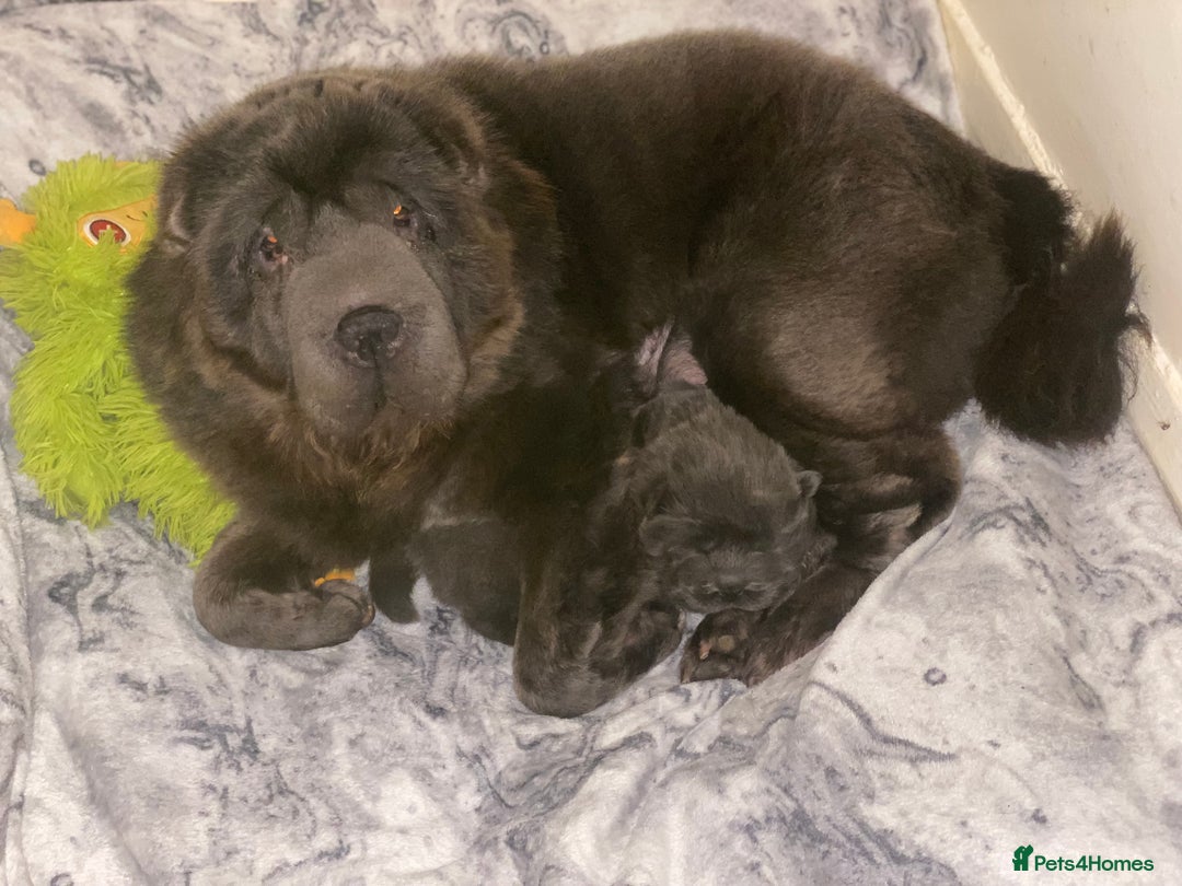 Shar Pei dogs for sale: Bear coat shar pei blue girl  - Advert 3