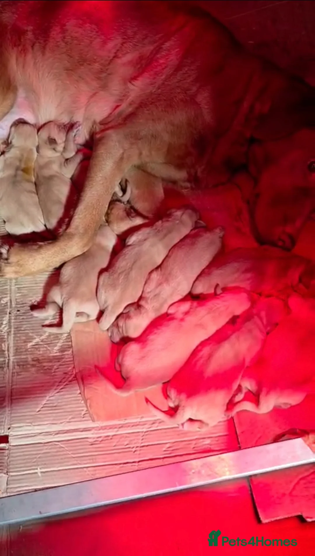 Goldador dogs for sale: 💛⭐️❤️☀️Fox Red Goldador Puppies for sale💛⭐️❤️🌟 - Advert 5
