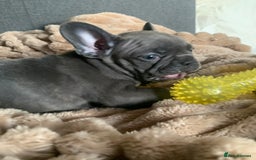 French Bulldog dogs for sale: Adorable 7 week old frenchie puppies - Image 7