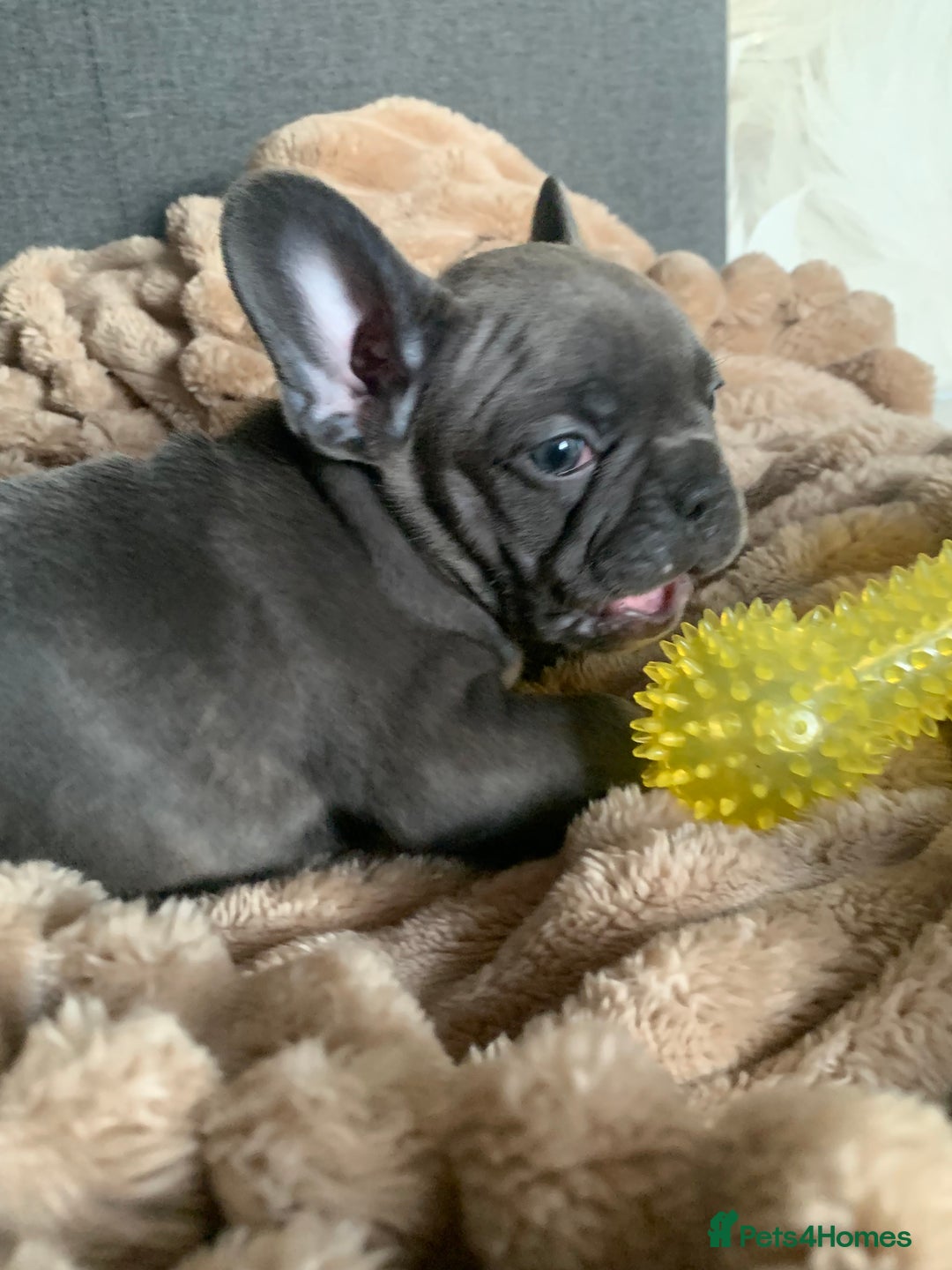 French Bulldog dogs for sale: Adorable 7 week old frenchie puppies - Image 7