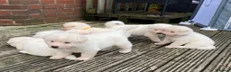 Akita dogs for sale: Beautiful Japanese Akita Puppies - Advert 6