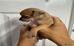 Chug dogs for sale: 6 beautiful chug puppies for sale ❤️ - Image 26
