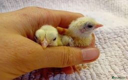 Chickens poultry for sale: Beautiful, days old Serama Chicks Available in Ruardean - Image 6