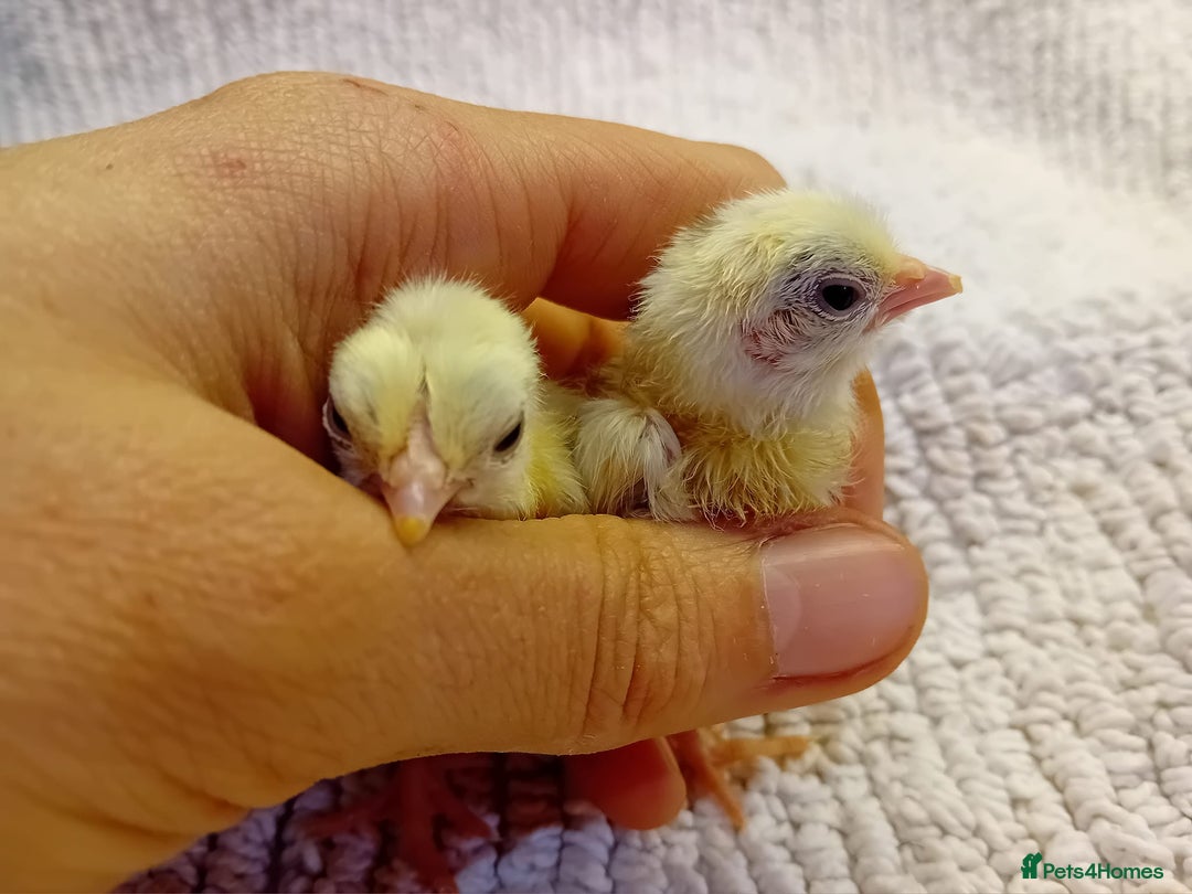 Chickens poultry for sale: Beautiful, days old Serama Chicks Available in Ruardean - Image 6