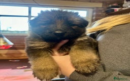 German Shepherd dogs for sale: Beautiful Litter of German Shepherd Puppies - Image 9