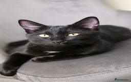 Mixed Breed cats for sale: Ragdoll cross male kitten - Image 3