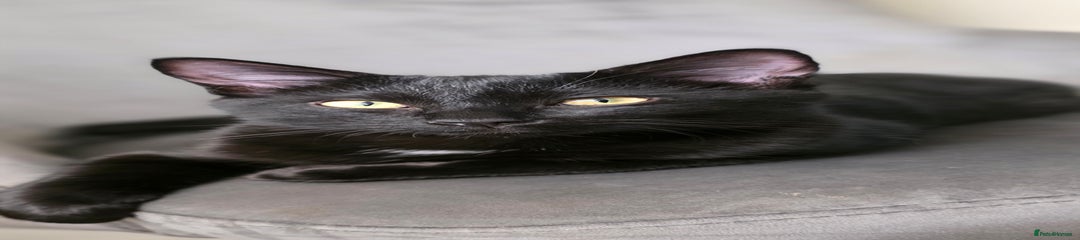 Mixed Breed Kitten 3