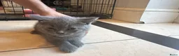 British Shorthair cats for sale: British Shorthair kittens  - Advert 19
