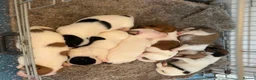Jack Russell dogs for sale: Jack Russell’s - Advert 3