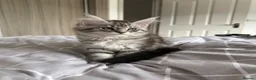 Maine Coon cats for sale: Last Beautiful Maine Coon Kitten Ready Now 🐾 - Advert 3