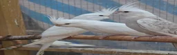 Cockatiels birds for sale: Hand tamed friendly baby cockatiels for sale - Advert 5