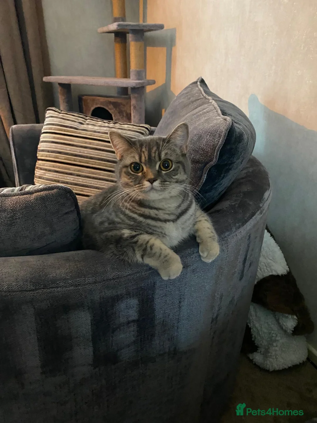British Shorthair cats for sale: Classic spotted tabby boy Cinnamon carrier - Advert 12