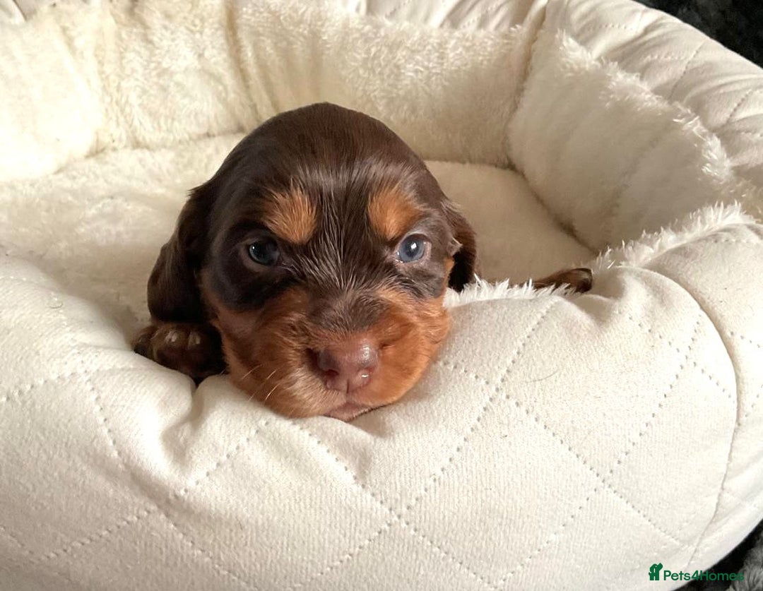 Cocker Spaniel dogs for sale: Extensively Health tested cocker spaniels Puppies  - Advert 5