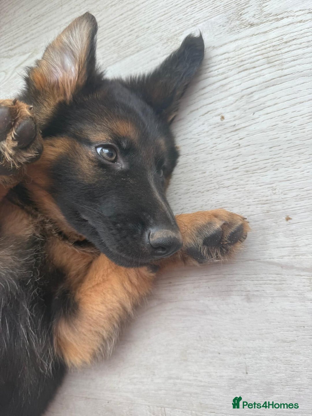 German Shepherd dogs for sale: German Shepherd's gorgeous puppies - Image 7