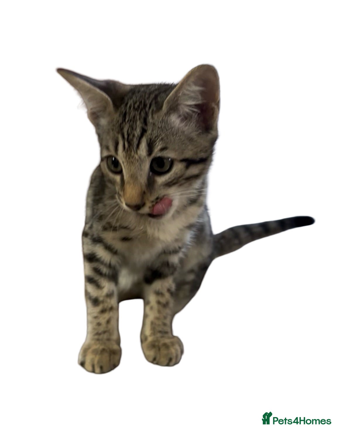 Bengal cats Stunning Snow Sepia Bengal x Savannah Kitten  - Advert 2
