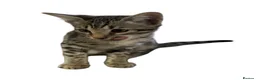 Bengal cats for sale: Stunning Snow Sepia Bengal x Savannah Kitten  - Advert 10