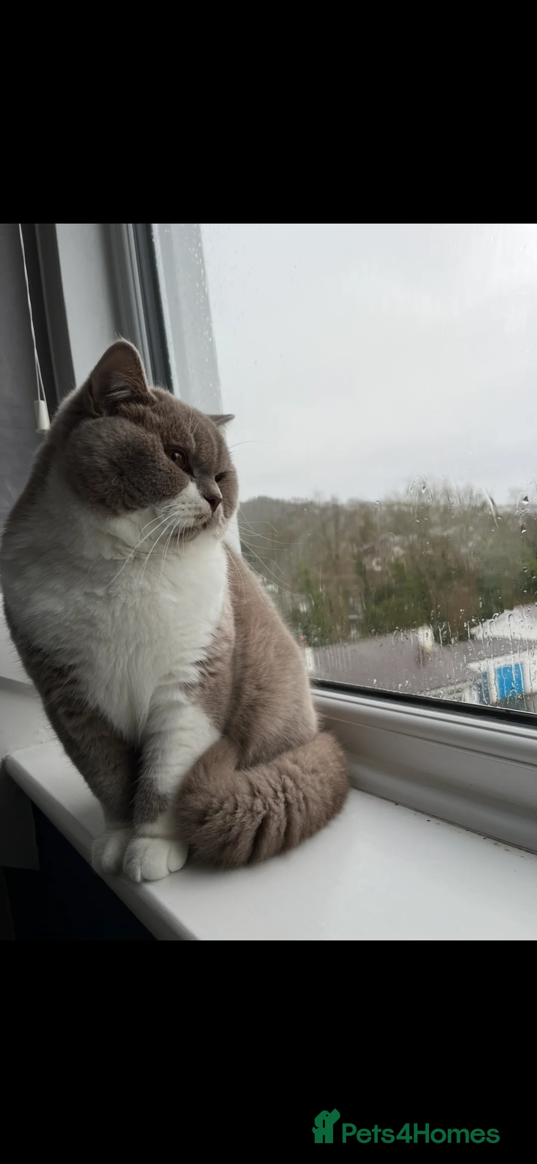 British Shorthair cats for sale: Adorable Kitten Seeking a Loving Home - Advert 2