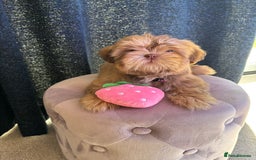 Shih Tzu dogs for sale: 💝 Rehoming Beautiful Shih Tzu Girl - Image 10
